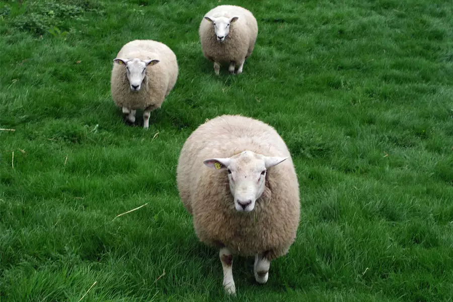 MB-Schafe-drei-Weide