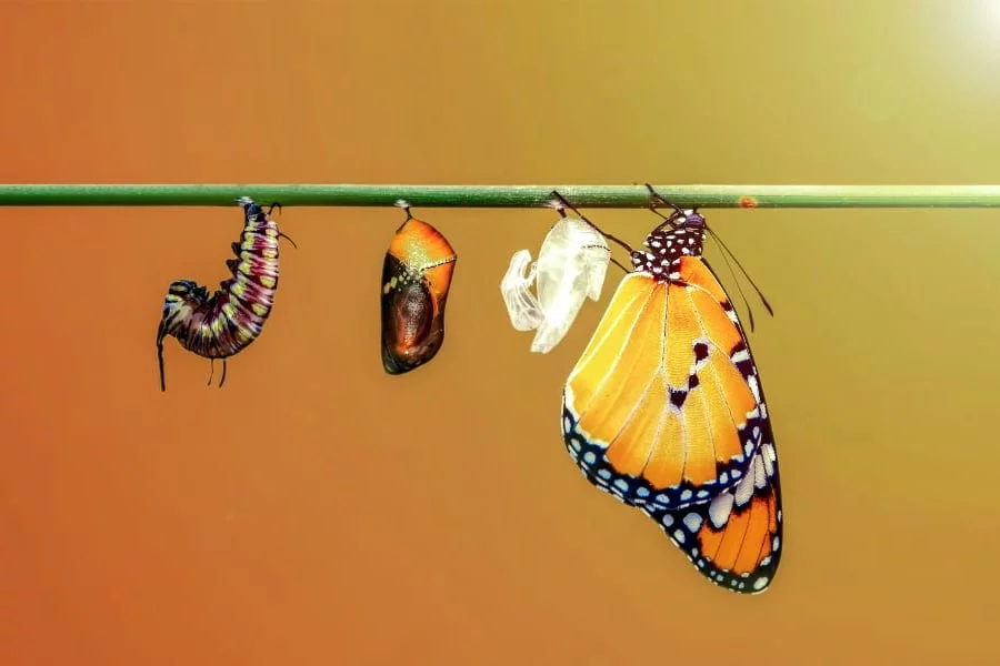 MB Puppe Schmetterling