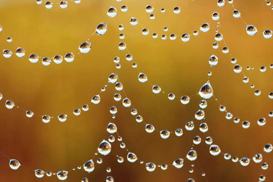 MB-Spinnengewebe-gold