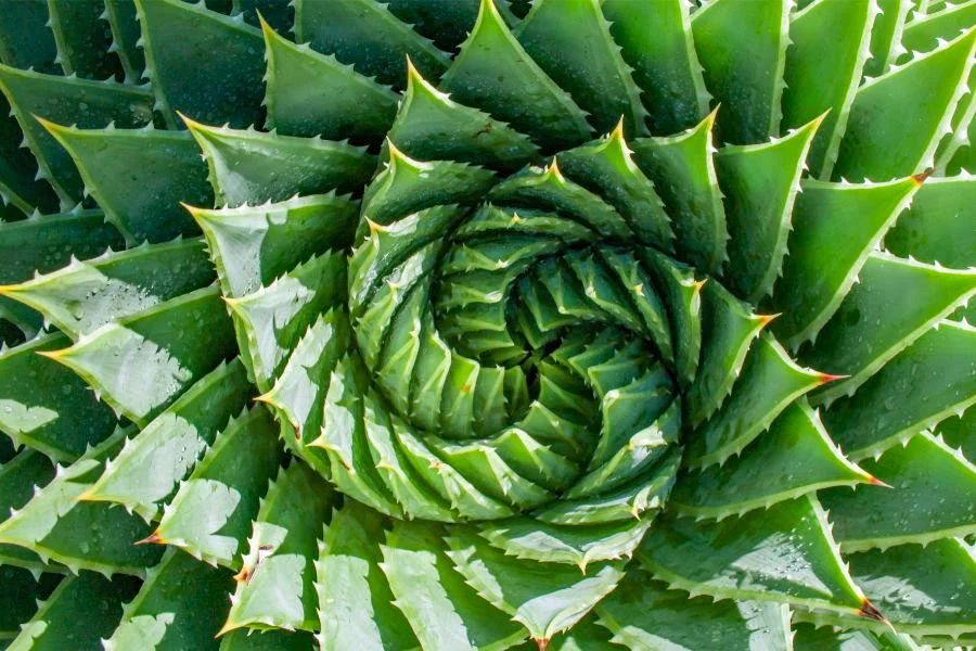 MB-Fibonacci-Aloe
